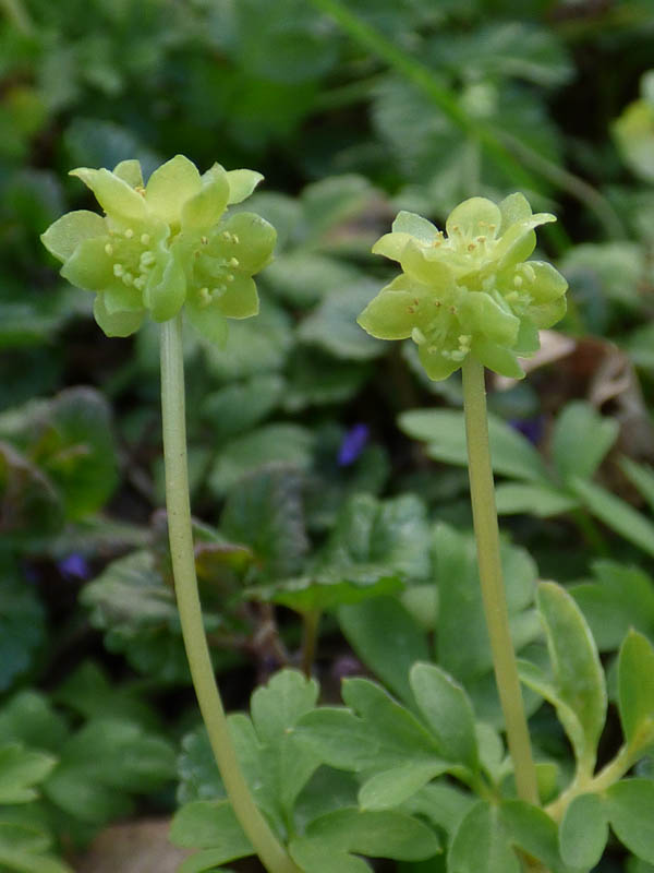 Adoxa moschatellina